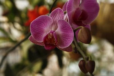 Close-up of a Vibrant Pink Orchid Flower and Buds