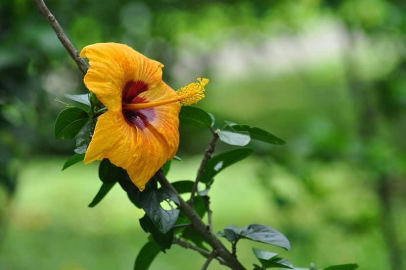 Yellow hibiscus flower with a red center and long stamen blooming against a blurred dark green foliage background.