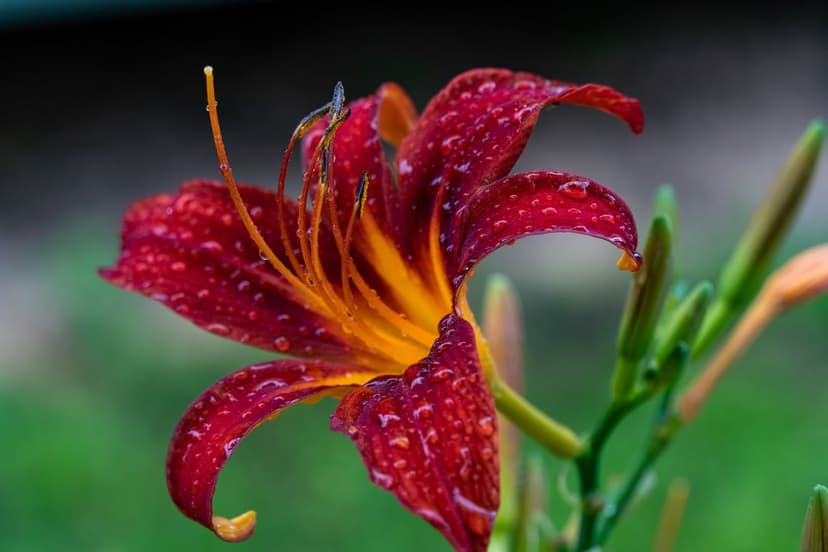 Red daylily bloom with water droplets on crimson petals against a blurred green garden background with buds.