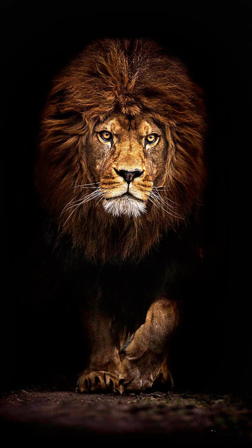 Lion with golden eyes and a thick mane stares forward against a solid black background in a tight portrait view.
