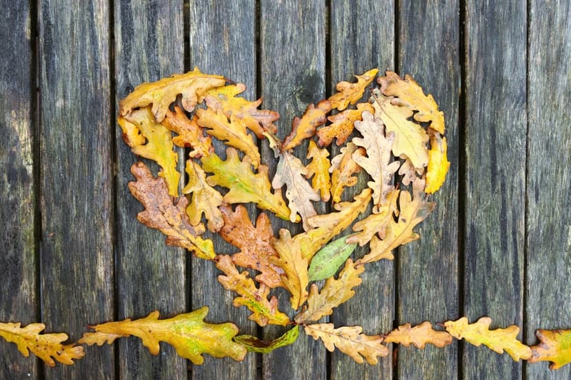 Heart-shaped arrangement of orange and brown oak leaves resting on a textured dark rustic wooden plank surface.