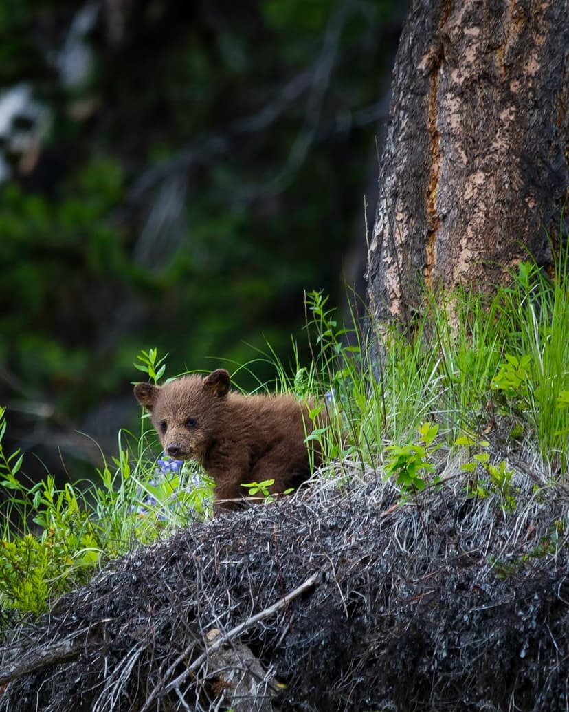Brown bear cub with dark eyes peeks through vibrant green grass and blurred forest foliage in a close-up portrait.