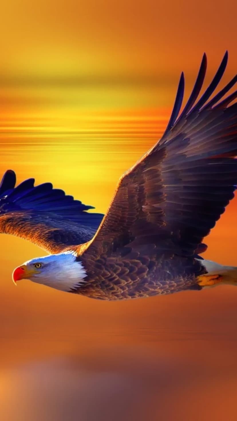 Bald eagle soaring with outstretched wings against a vivid orange and yellow sunset sky during golden hour.