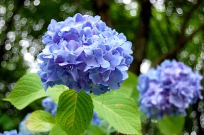 Blue Hydrangea Petals and Soft Bokeh Mobile Wallpaper