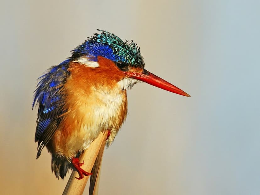 Malachite Kingfisher with a red beak and blue feathers sits on a branch against a blurred beige background.