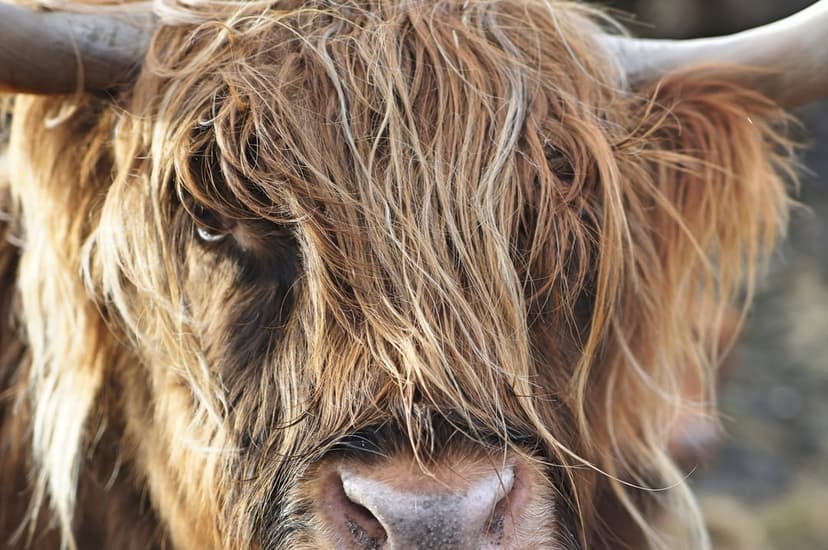 Highland cow with long reddish-brown shaggy hair covering its eyes and one visible horn in a close-up portrait.