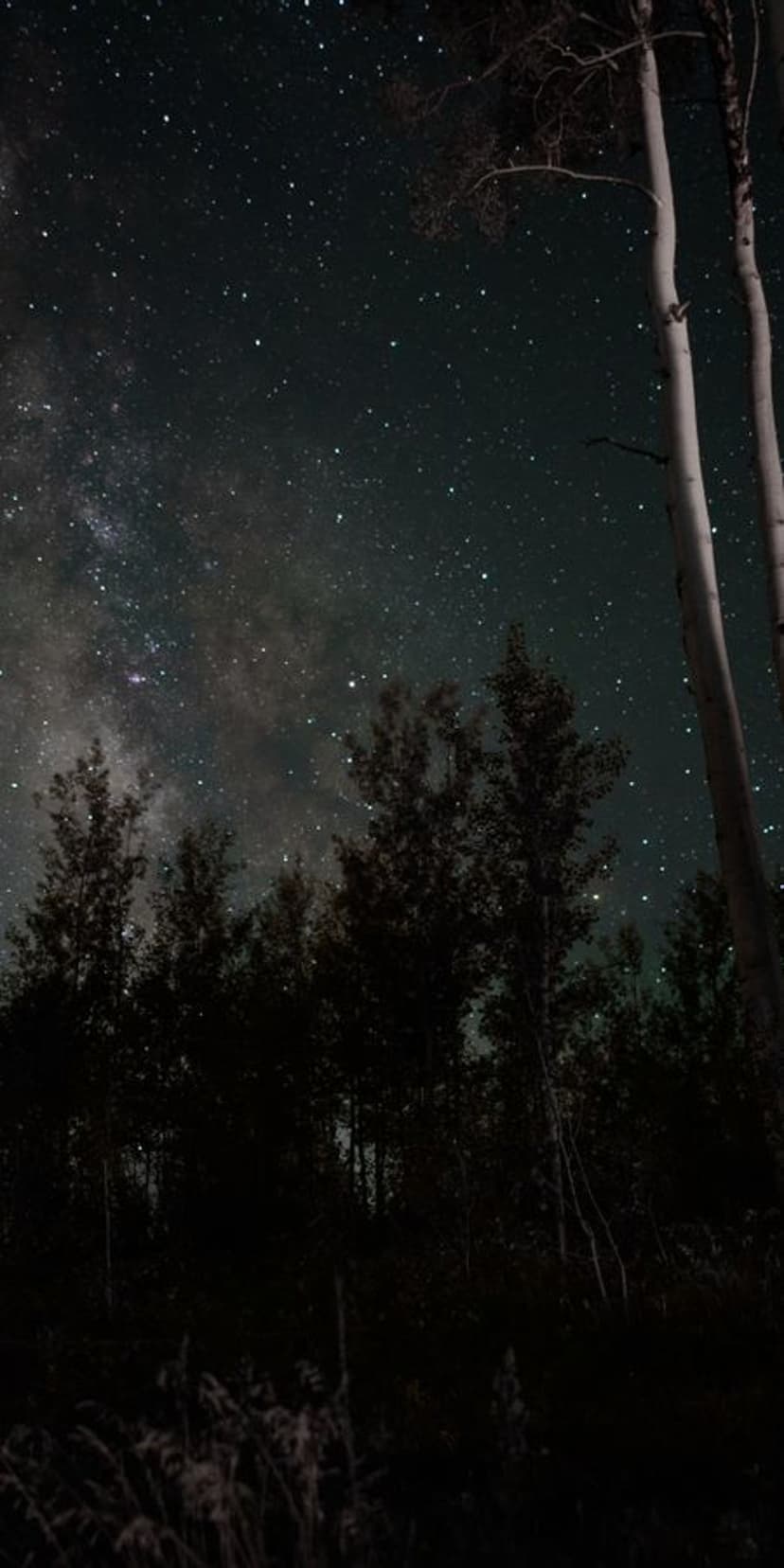 Black palm silhouettes stand against a dense cluster of Milky Way stars and a glowing purple night horizon.