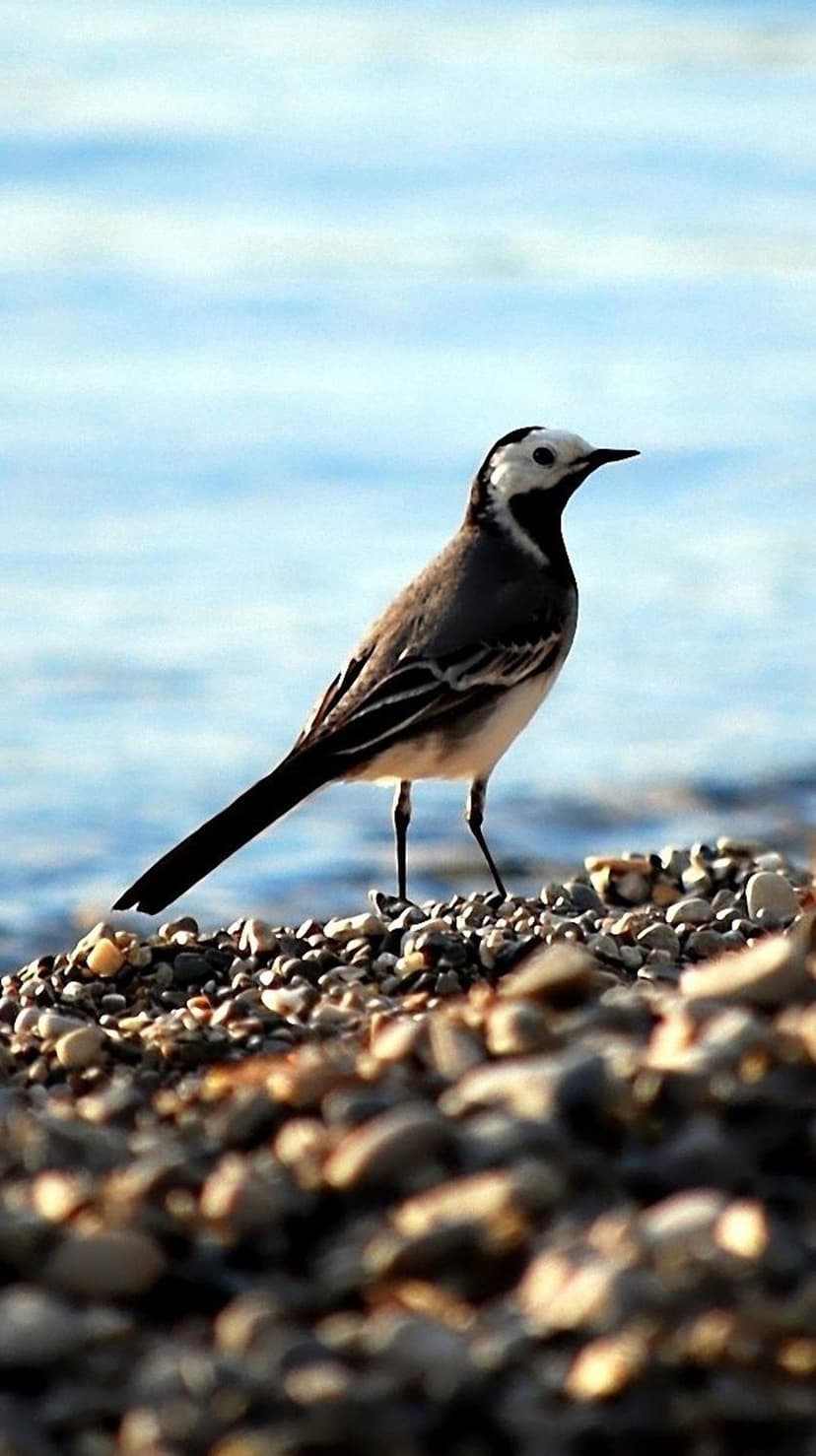 White Wagtail bird with black and white plumage standing on a rocky beach beside calm, blurry blue water.