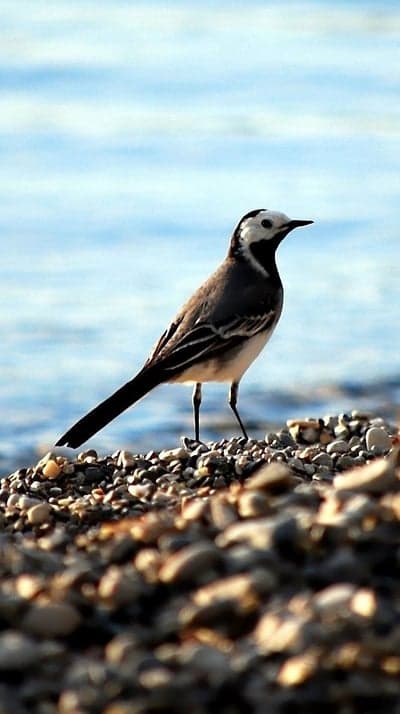 White Wagtail Bird on Pebble Beach Near Water