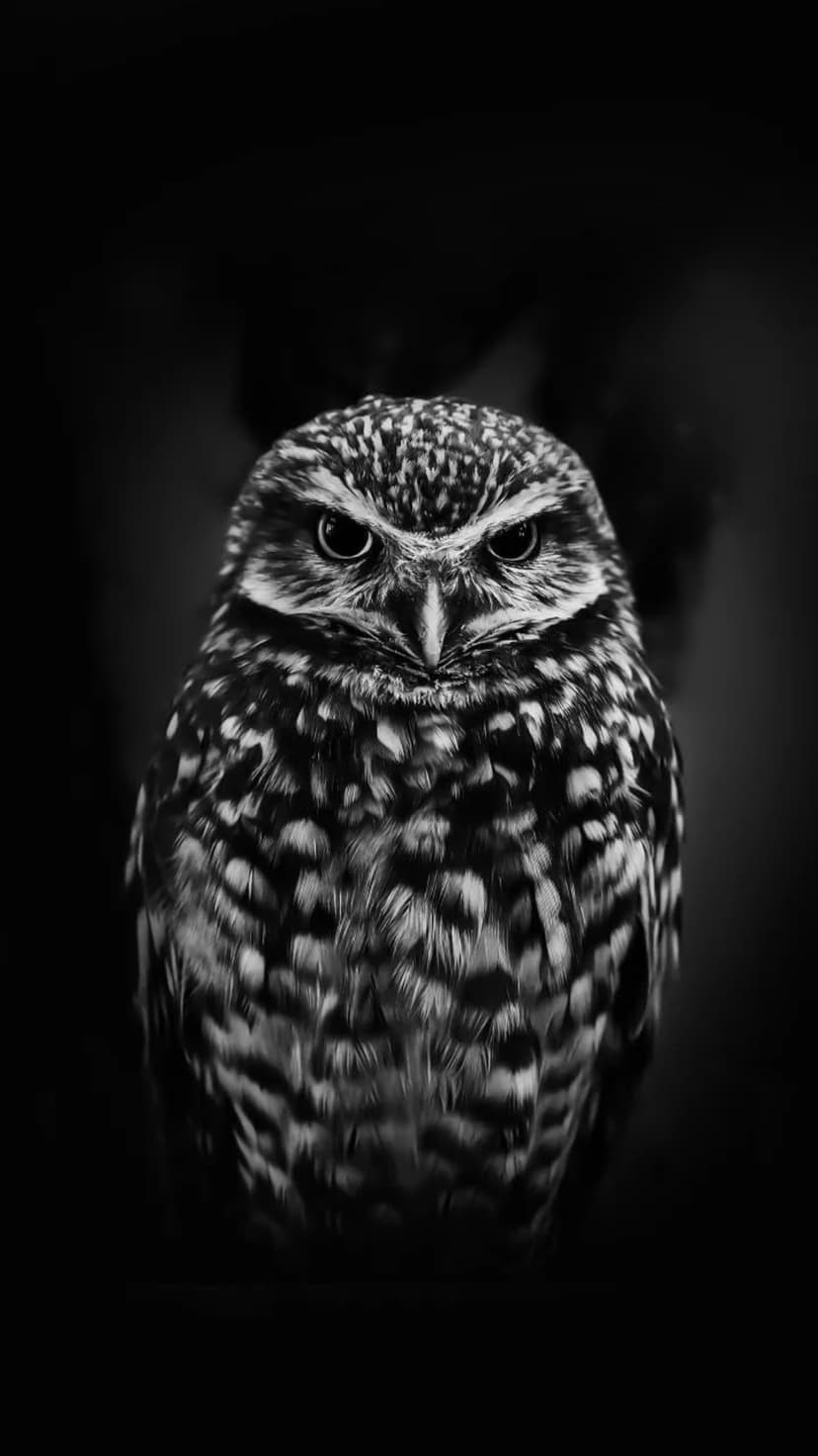 Burrowing owl face with speckled feathers and sharp beak against a dark background in a black and white close-up.