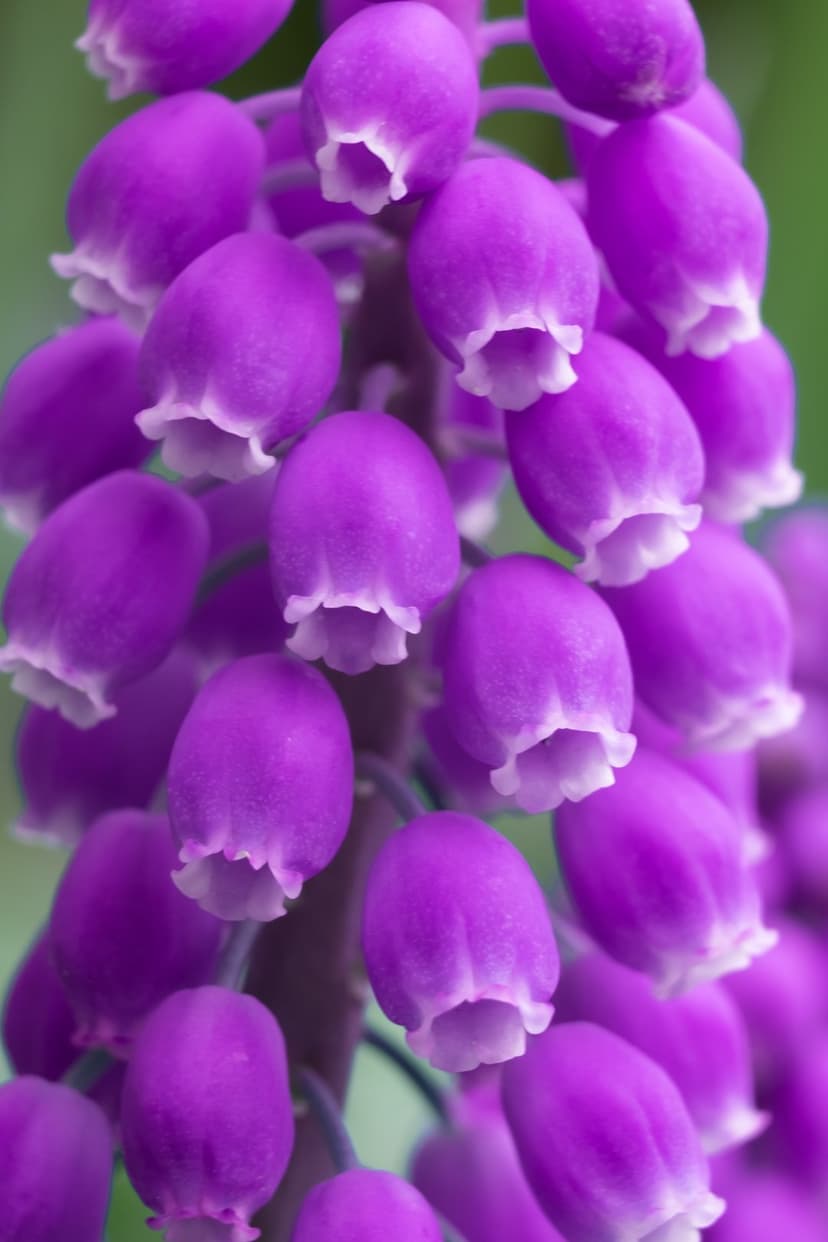 Purple Muscari flowers with white fringed openings cluster together against a soft green spring background.
