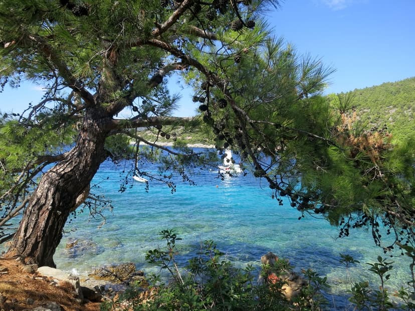Pine tree branches with cones arch over a crystal clear turquoise sea with a white boat and green hills beyond