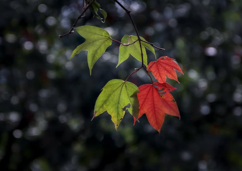 Maple leaves transitioning from green to red on a slender branch with a blurred golden bokeh background.