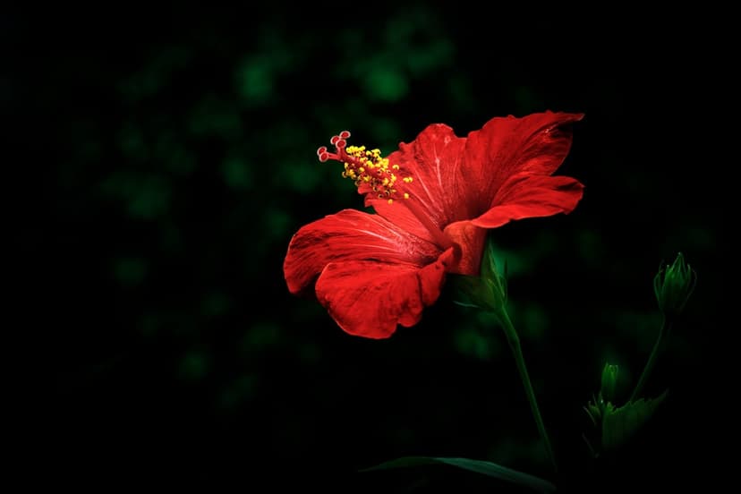 Red hibiscus flower with a yellow stamen and two small buds stands out against a dark green blurred background.