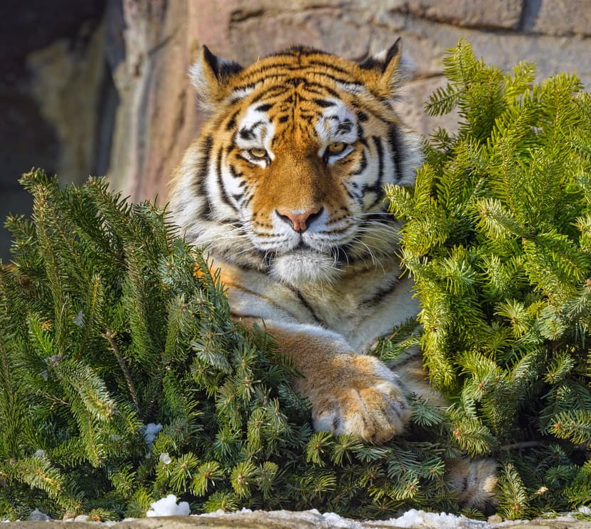 Tiger with orange stripes peers through snow-covered pine branches in a cold, wintry wilderness setting.