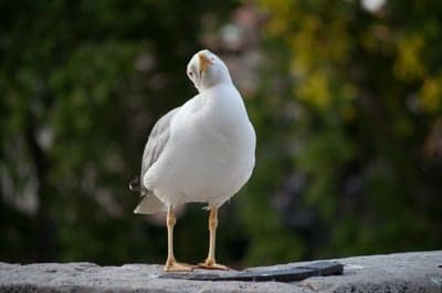 Inquisitive White Seagull Wildlife Mobile Background