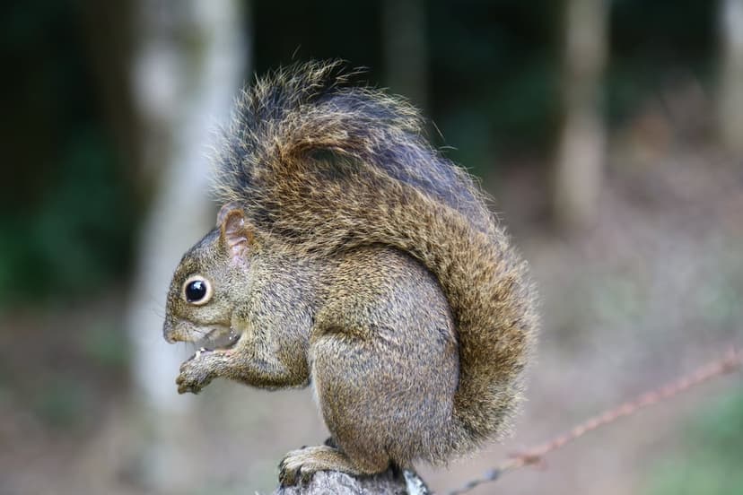 Brown squirrel with a bushy tail eats food while sitting on a vertical wooden post in a blurred green forest.