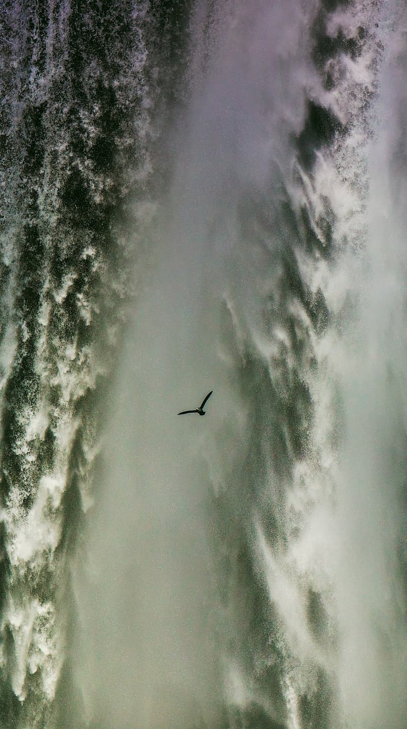 Lone bird with outstretched wings soars past a crashing waterfall's dark cliffs and bright foamy mist.