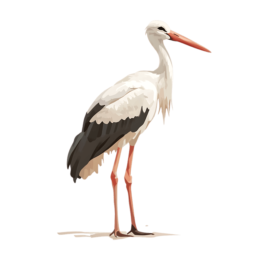 White stork standing in profile showing white plumage and long orange beak against a solid black background.