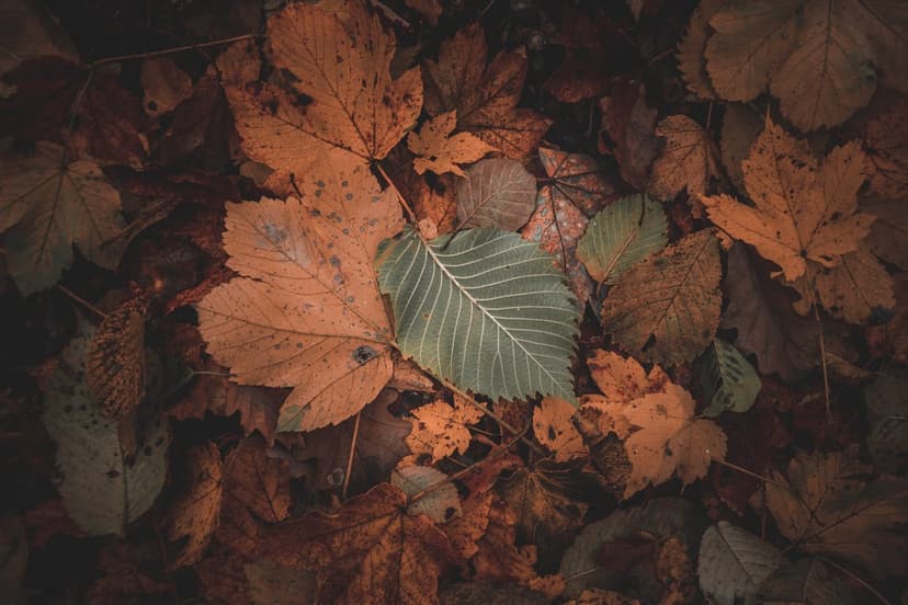 Golden maple and oak leaves on a damp woodland floor feature a single green leaf with sharp vein details.