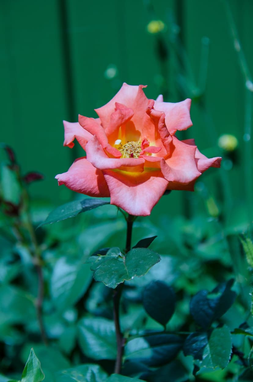 Orange and pink rose with layered petals in sharp focus against a blurred green garden fence and foliage.