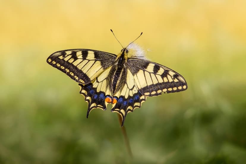 Yellow and black Swallowtail butterfly with blue spots perched on a thin stem against a green blurred background.