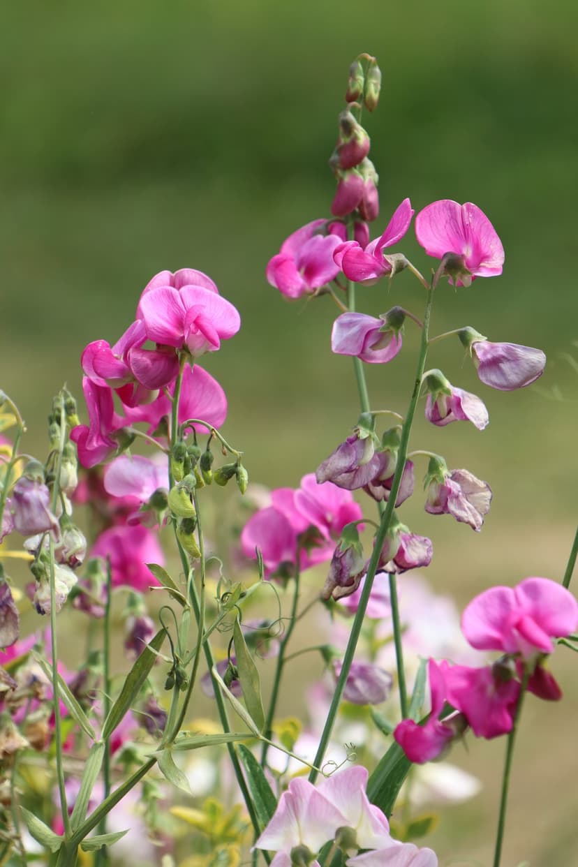 Pink sweet pea flowers with ruffled petals grow on green stems against a blurred meadow background in daylight.