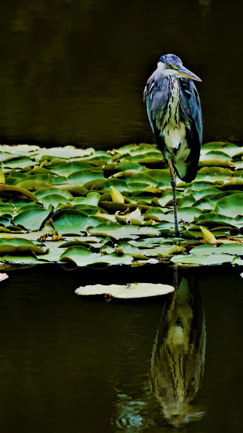 Grey heron standing on green lily pads with a sharp mirror reflection in the dark, still water of a quiet pond.