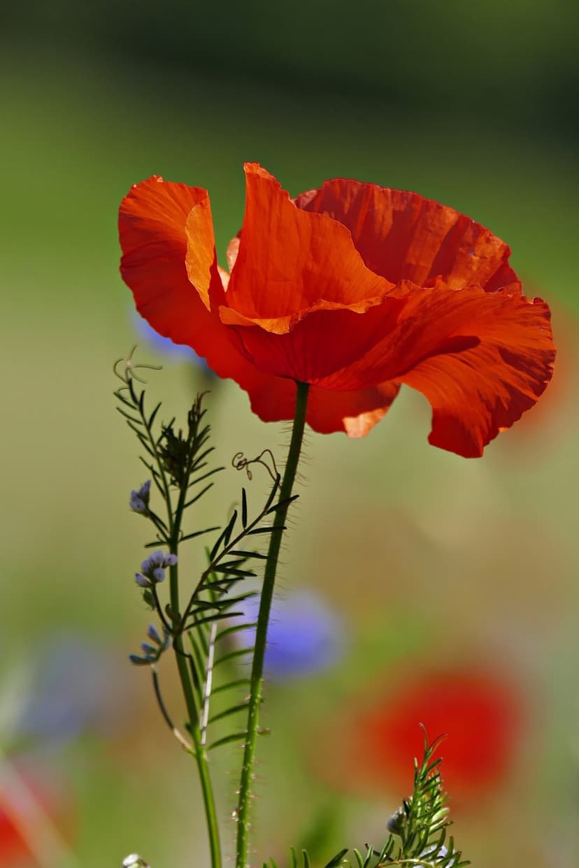 Scarlet poppy flower with thin petals stands in a sunlit field of blue wildflowers and soft bokeh greenery.