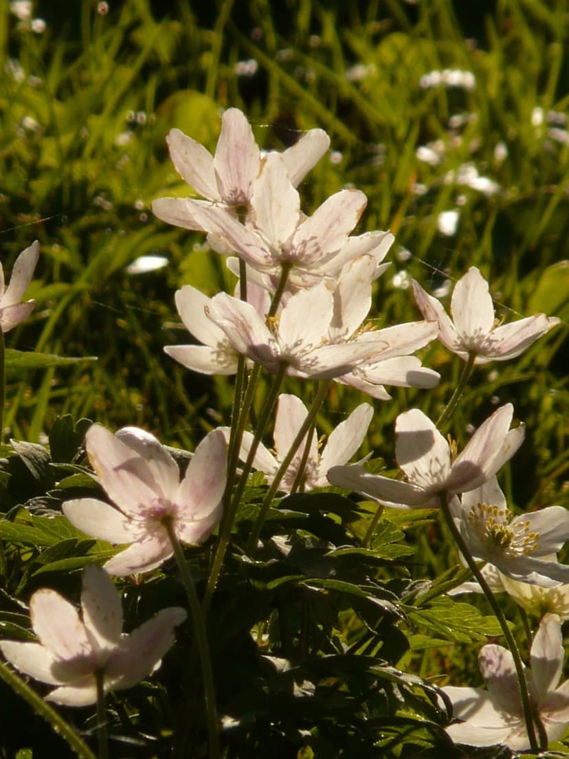 White anemone flowers with pink veins grow in tall green grass under soft sunlight with fine silk on the stems.