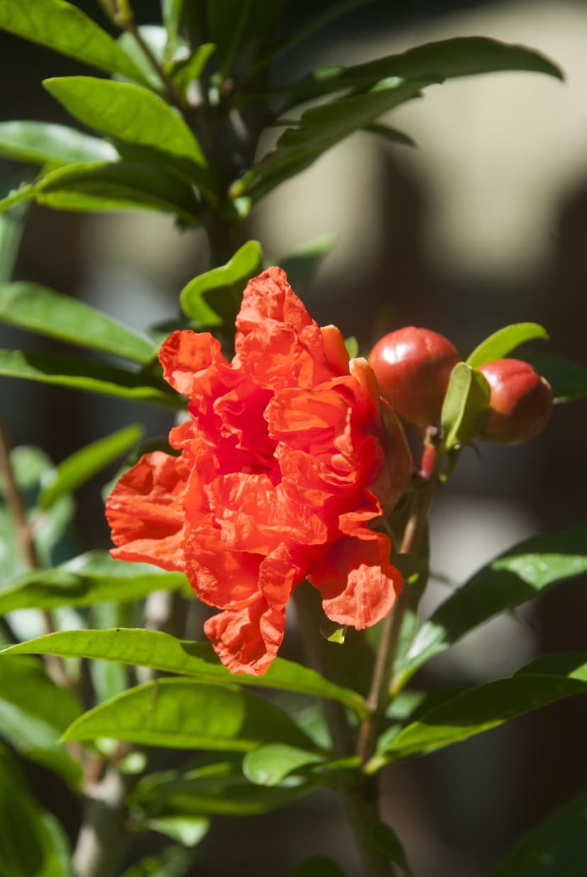 Orange pomegranate flower with ruffled petals and small red fruit buds nestled among green garden foliage.