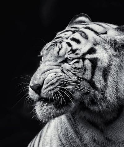 Close-up Black and White Tiger Portrait