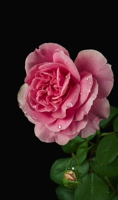 Pink rose with water droplets on black background