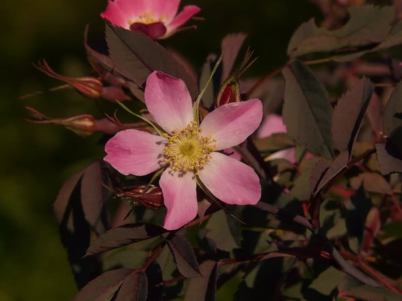 Pink wild rose with yellow stamens surrounded by dark purple leaves and small flower buds in soft light.