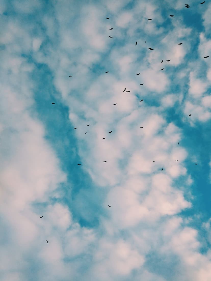 Dark birds fly in a scattered flock through white clouds and a bright blue sky during a daytime migration.