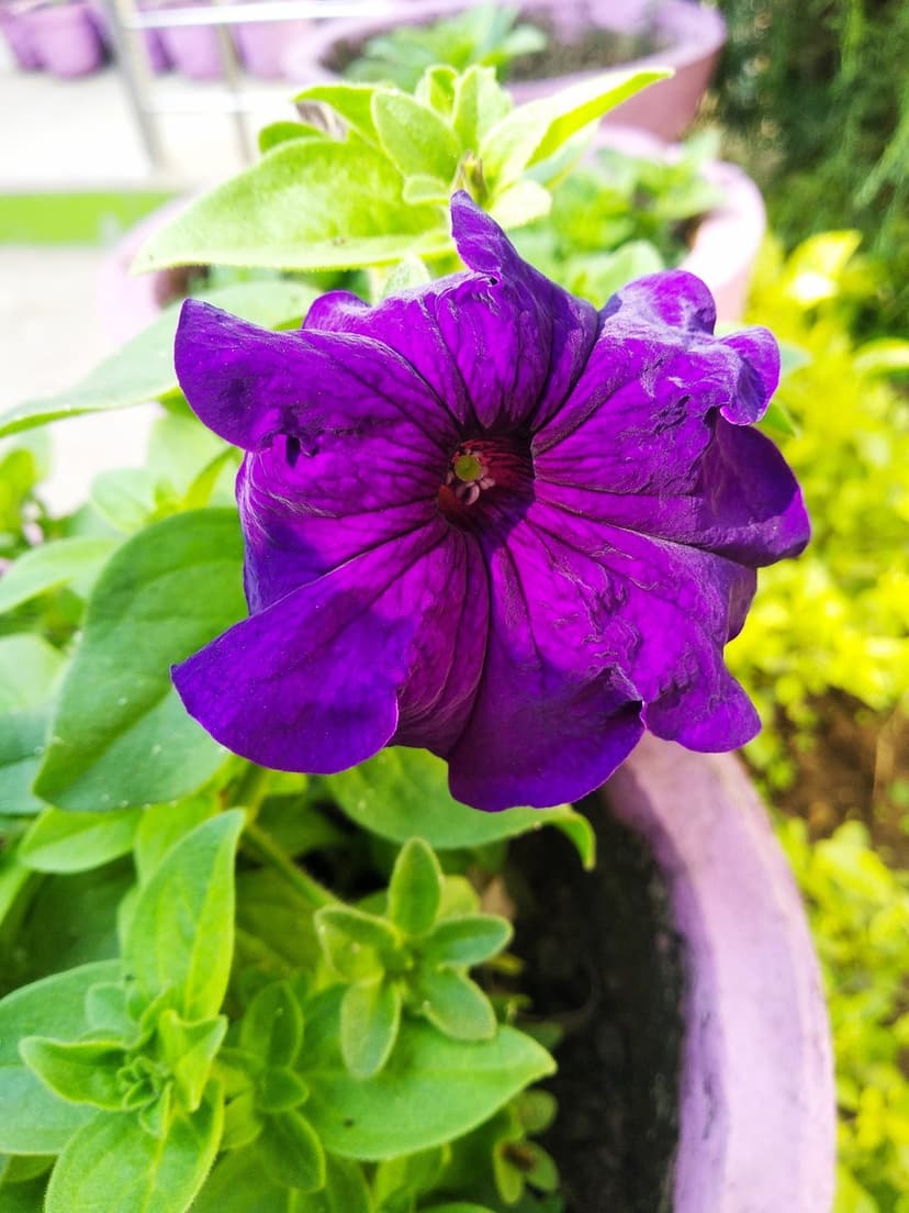 Purple petunia flower with velvety petals and green foliage in a soft bokeh garden, shown in a vertical view.
