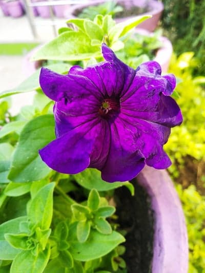 Vibrant Purple Petunia Flower in a Garden Pot