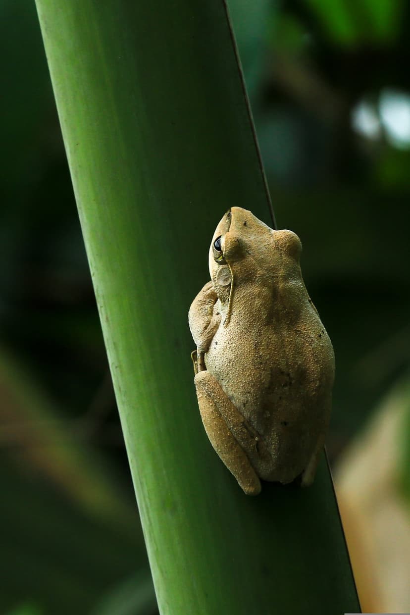 Tan tree frog clings to a thick green plant stem against a blurred backdrop of lush tropical foliage in macro view.