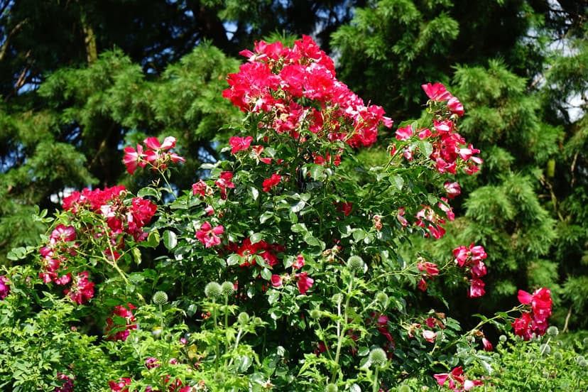 Crimson red roses bloom on a dense bush surrounded by dark green leaves and a soft-focus evergreen background.