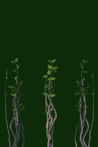 Vines climbing against a dark green background