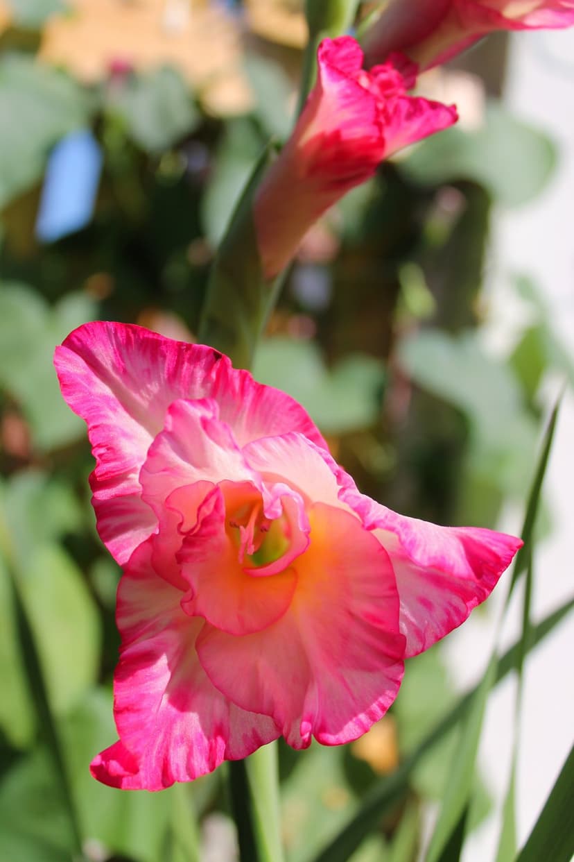 Pink gladiolus flower with orange centers and white streaks captured in macro detail under soft natural sunlight.