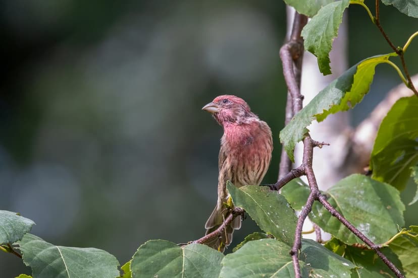Male house finch with red feathers perches on a twig surrounded by green leaves against a blurred background.