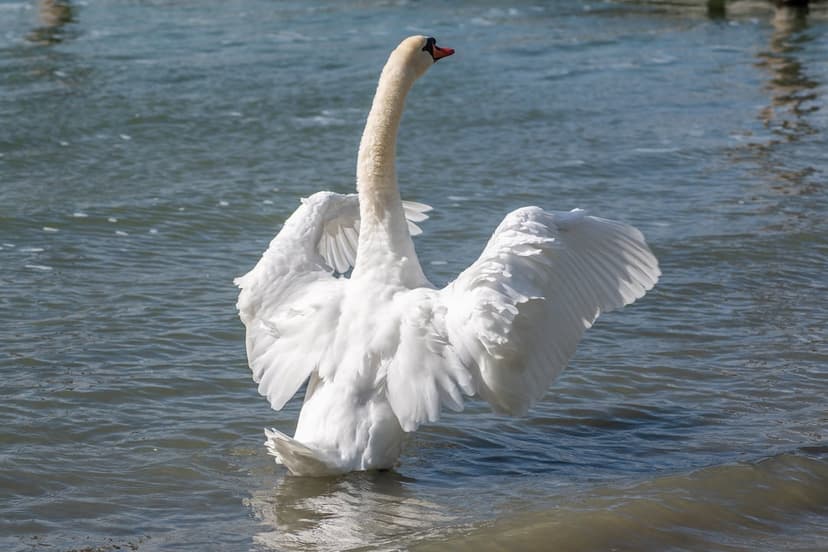 White swan spreads its large feathered wings over a calm blue lake under bright natural sunlight in a park pond.