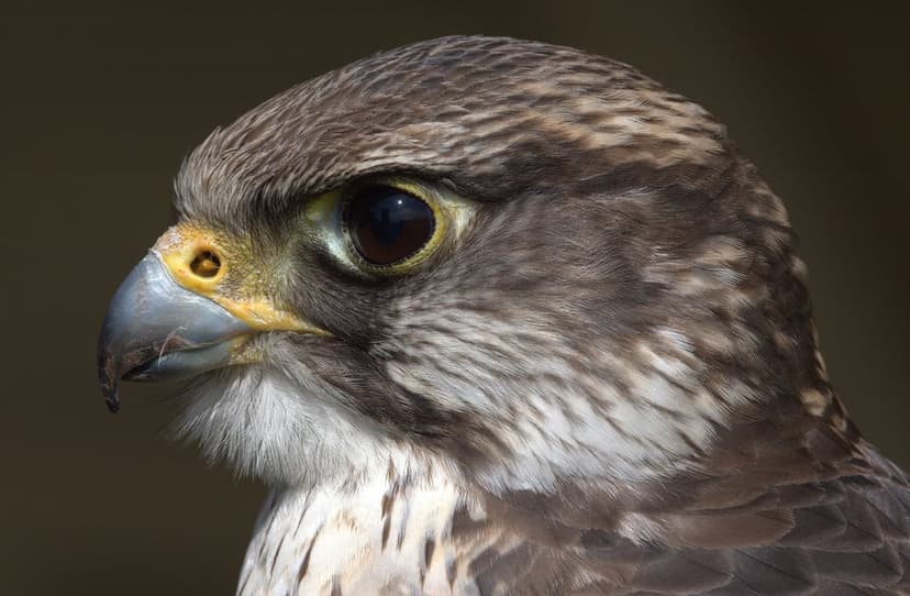 Peregrine falcon head in profile showing its sharp hooked beak and yellow cere against a dark blurred background.