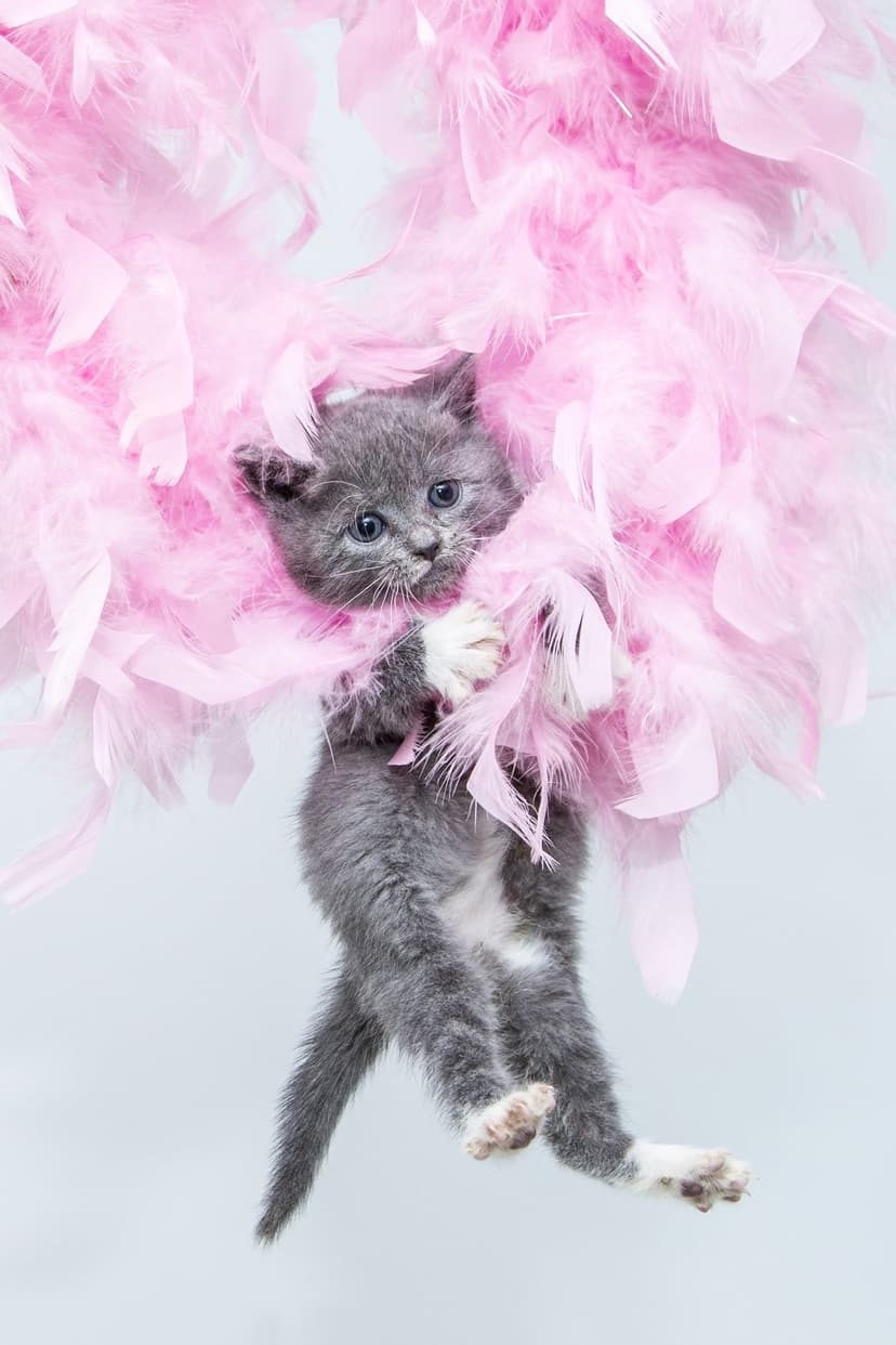 Grey kitten with blue eyes peeking through soft pink feathers during a playful moment in a studio setting.