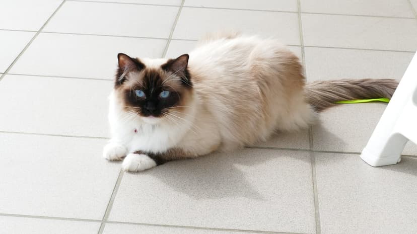 Ragdoll cat with blue eyes and cream fur lies on a tiled floor, displaying its long tail and dark points.