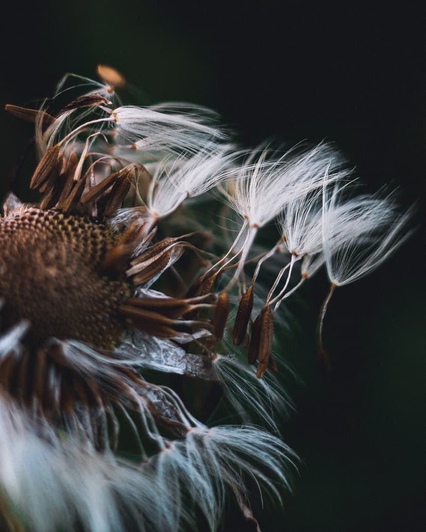 Dandelion seeds with white feathery bristles emerge from a brown center against a dark out-of-focus background.