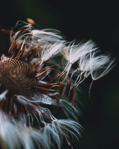 Macro Dandelion Seed Head Mobile Wallpaper Background