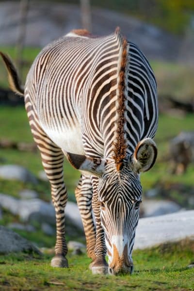 Grevy's Zebra Grazing in Sunny Field with Rocky Background