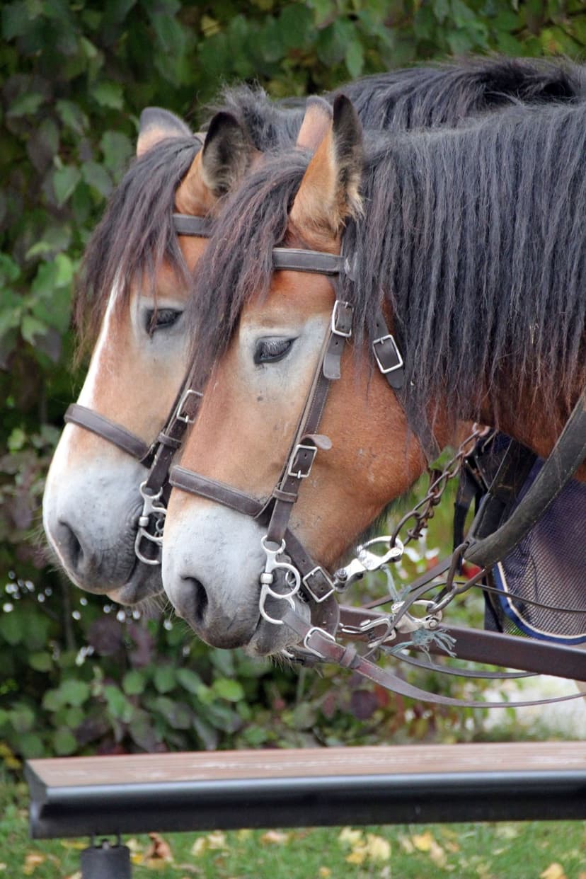Two draft horses wearing leather harnesses and bridles stand together against a blurry green forest backdrop.